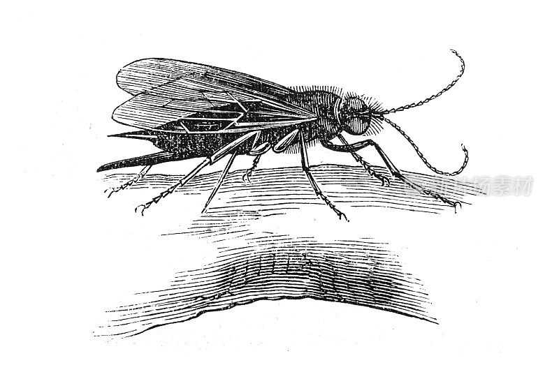 木蜂(Sirex juencus)